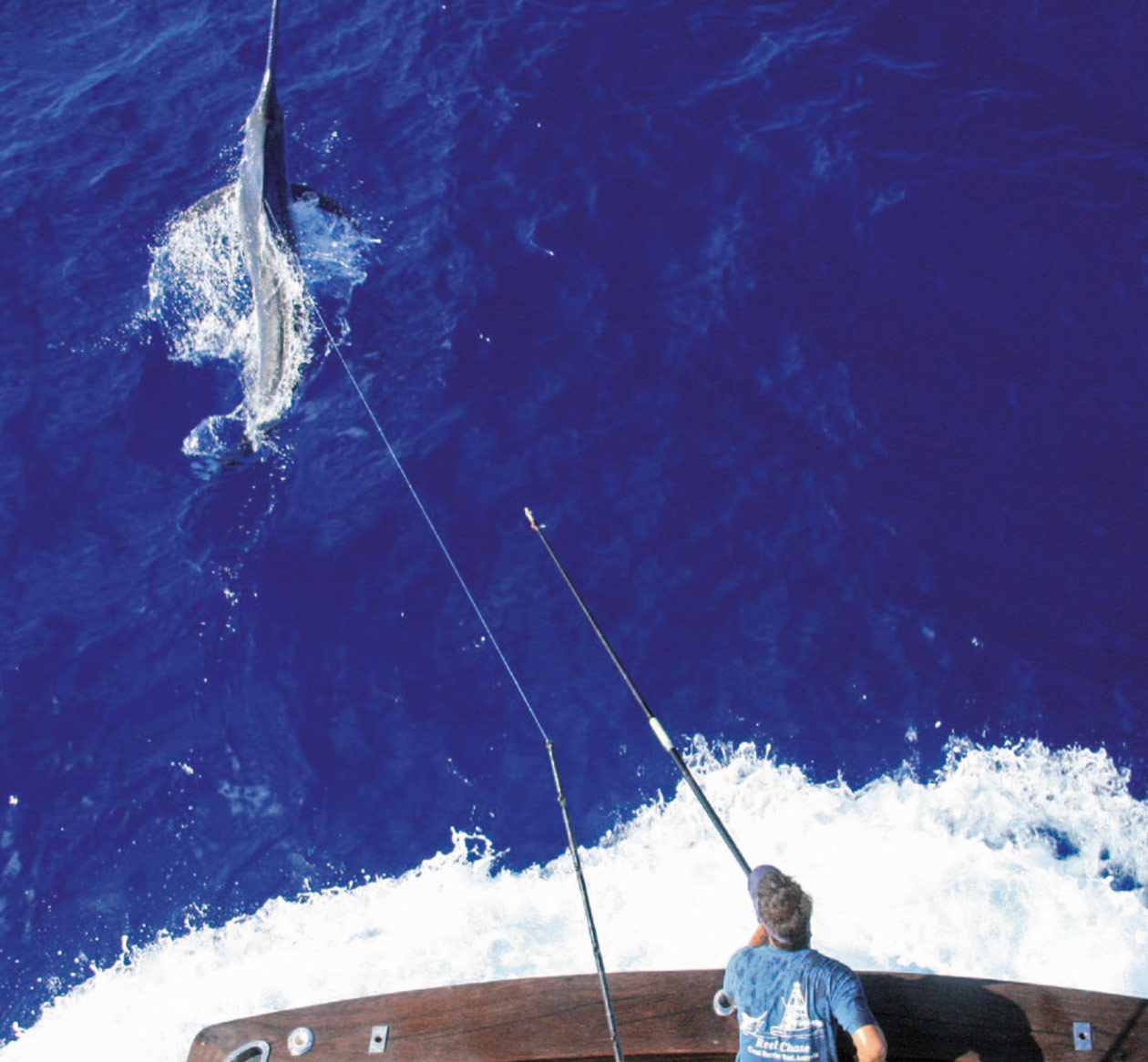 2008 Giant Black Marlin Season Recap » Black Marlin Blog
