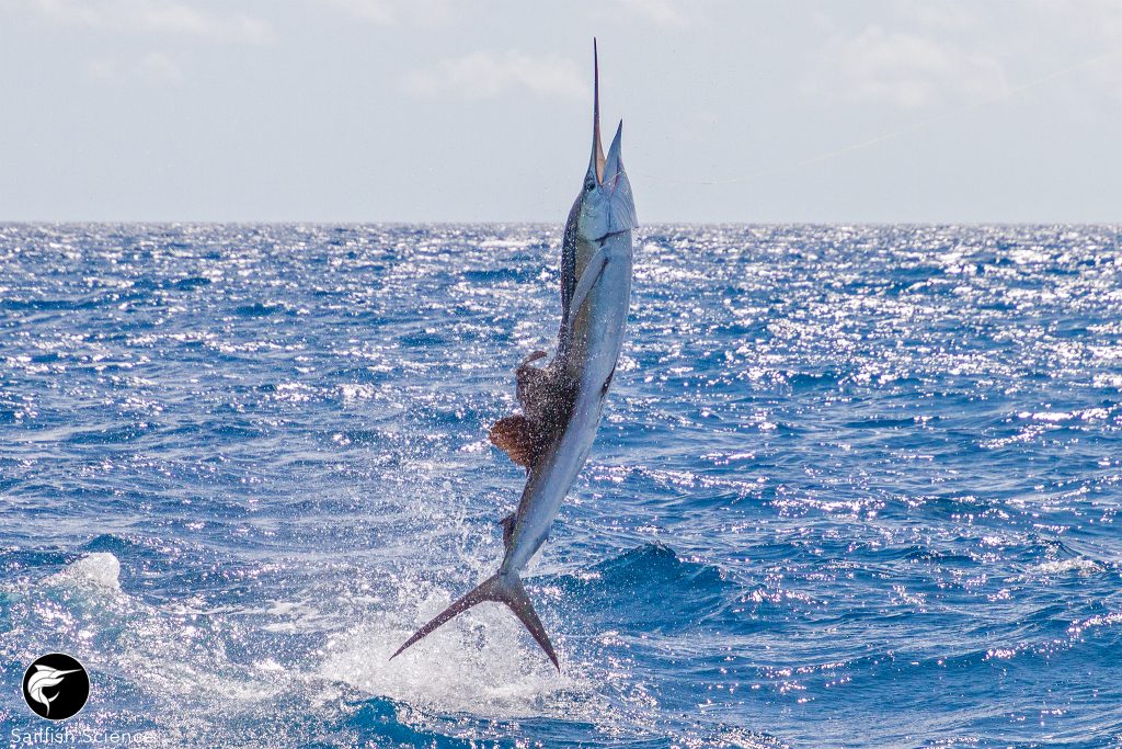 Queensland Game Fishing Association